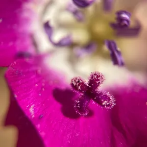 Pismo Clarkia