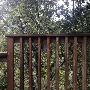 Native bee home at the Cottage Deck