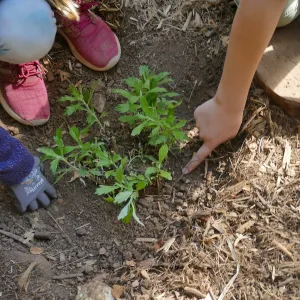 Jr. Naturalist Summer Camp Planting Activity