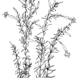 California Fuchsia