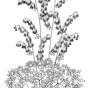 Meadow Rue