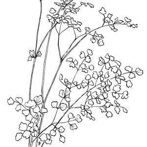 Meadow Rue