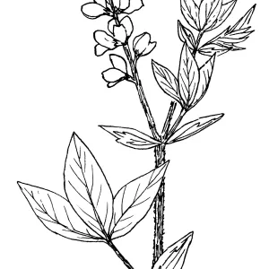 False Lupine