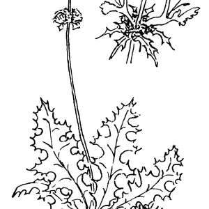 Thistle Sage