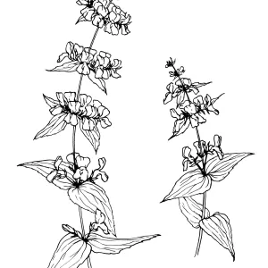 Fragrant Sage