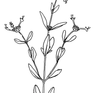 Fragrant Sage