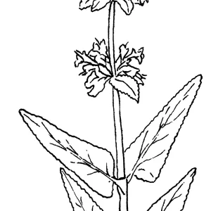 Purple Sage