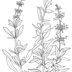 Black Sage and Purple Sage