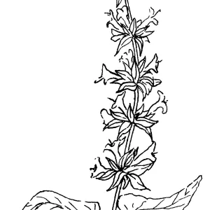 Hummingbird Sage