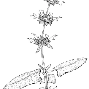Hummingbird Sage