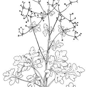 Hoffmans Snakeroot