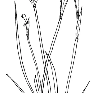 Blue-eyed Grass