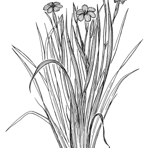 Blue-eyed Grass