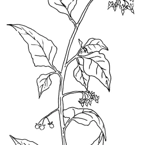 Nightshade