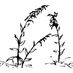 Golden Rod
