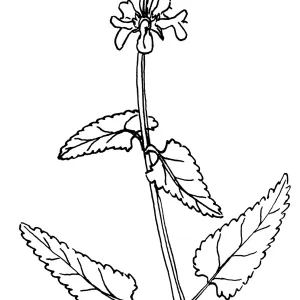 Wood Mint