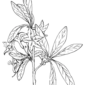 Rhododendron occidentale Western Azalea