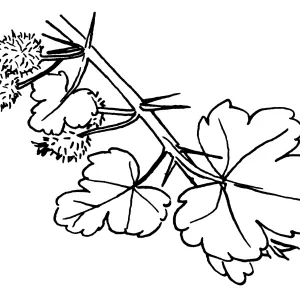 Gooseberry