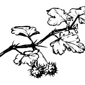 Gooseberry