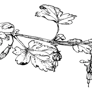 Gooseberry
