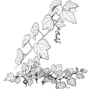 Gooseberry