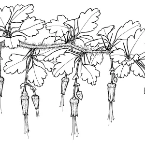 Fuchsia-flowered Gooseberry