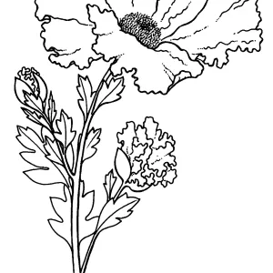 Matilija Poppy