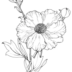 Matilija Poppy