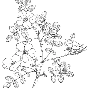 California Wild Rose