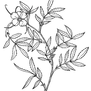 Cluster Rose