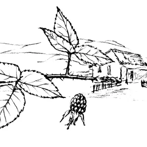 Rubus ursinus