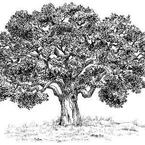 Oak