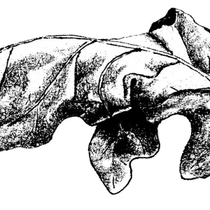 Oak