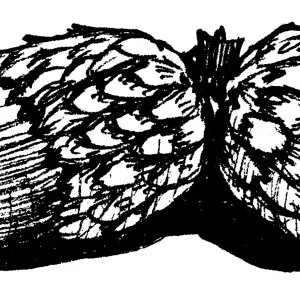 Acorns