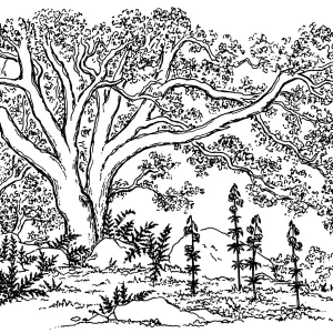 Oak