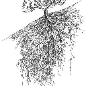 Oak
