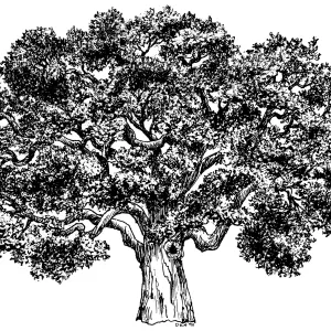 Oak