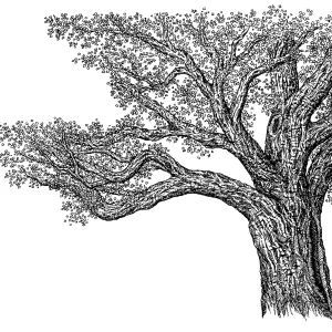 Oak