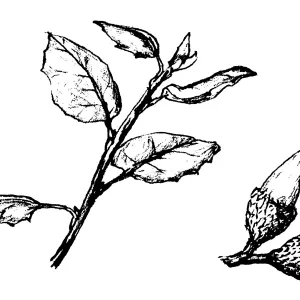 Coast Live Oak