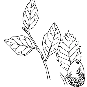 Goldencup Oak