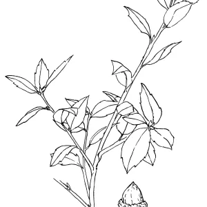 Goldencup Oak