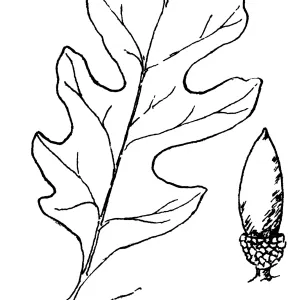 Valley Oak