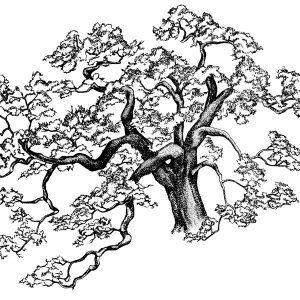 Valley Oak