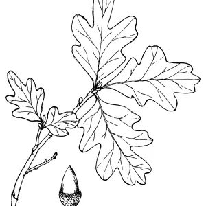Valley Oak