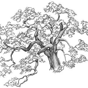 Valley Oak