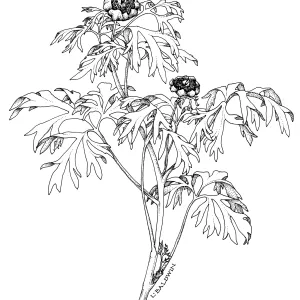 California Peony