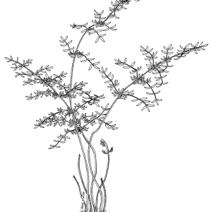 Birds Foot Fern