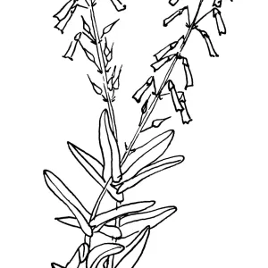 Penstemon