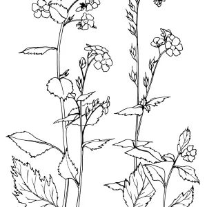 Sticky Phacelia