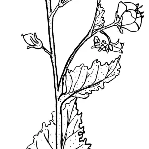 Sticky Phacelia